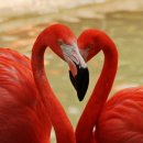 플라밍고 이미지