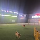 진영휴게소 옐로우스탑 강아지운동장 이용후기