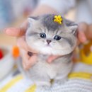 강남 고양이 분양 캣프렌즈 | 서울고양이분양 소중한 가족인 아깽이를 만나게 해준 캣프렌즈