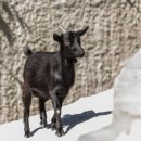 강원 염소 축산 이미지