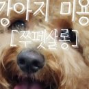 쭈펫살롱 이미지