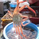 대게풍년 이미지