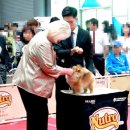 댕집사장 포메라니안 이미지