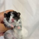 선셋 햄스터리 이미지