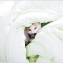 (주)휴벳 이미지