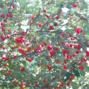 시골농장 이미지