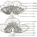 개화 및 결실 이미지