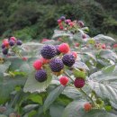 호야네농장 이미지