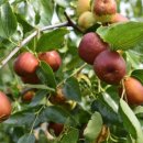 대둔산농장 이미지