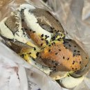 따뜻한식빵 | 맛집] 쫄깃하고 따뜻한 갓 나온 ‘찰찰 보리 식빵’먹은 후기. 내돈내산 논현동 핫플 방문 후기 낋여옴🍞✨