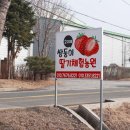 딸기애견 이미지