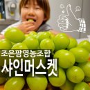 동인팜영농조합법인 | 샤인머스켓 제철 산지직송 조은팜영농조합법인 망고포도 보관 고르는법