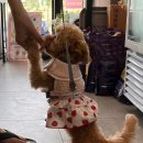 씨유펫 불당점 이미지