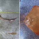 홍어사랑 이미지