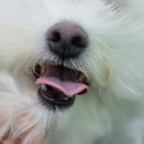 블루맘펫살롱 이미지