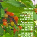앵두 - 남구 달삼로75번길 12-1 | 앵두