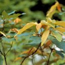 쌍계사 상록수림 이미지