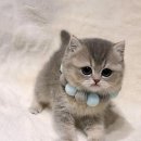 천안고양이분양 베스트캣 제나캣 천안점 이미지