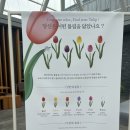 버스정류장 07-767 | [제주나홀로] 제주투어패스 두 번째, 611번 버스 타고 상효원식물원 튤립축제 방문기