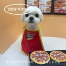 남현댕 애견미용 이미지