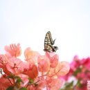 향기가득 이미지