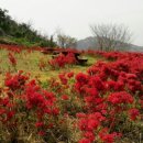 하화도 꽃섬길 이미지