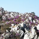 진달래화원 이미지