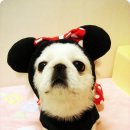 펫 파라다이스 이미지