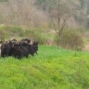 홍길동농장 이미지