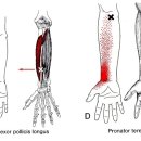 전완에 있는 손과 손가락의 굴곡근 이미지