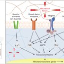 Stretch-activated or stretch-gated ion channels are ion channels - 근육을 압박하거나 스트레칭하면 ??? 이미지