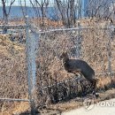 돼지울타리 이미지