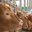 한우사육농장 이미지