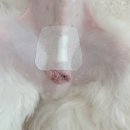 돌담 동물의료센터 이미지