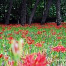 성주산휴양림 이미지