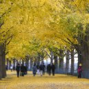 은행나무길 이미지