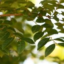 만두나무 이미지