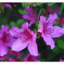 바다요정 이미지