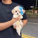 앨리스코리아켄넬 이미지