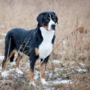 Kennel on the hill(켄넬온더힐) | 영국 켄넬 클럽이 주최한 크러프츠 도그쇼