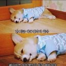 차차 이미지