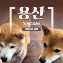 더미쓰리 | 용산 이태원 강아지 카페 / 시바견 네 마리가 반겨주는 더미쓰리