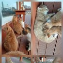 [주간메일 357] 당신의 운전자보험은 어떤가요? 이미지