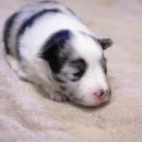 라임레이디 이미지