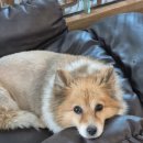 밀독(MILLDOG) 이미지