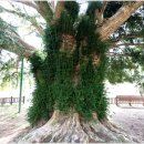 상만리 비자나무 이미지