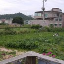 나즌 Daum카페