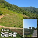 정금 | 경남 하동 야생녹차밭 포토존 추천 <정금차밭> 후기