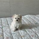 제니스동물병원 네이버블로그