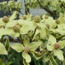 레드울프 이미지